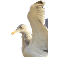 Seagull without wording-BIG