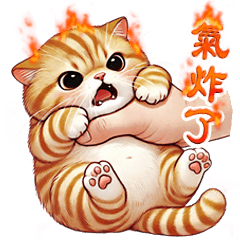 Cute chubby orange cat big TW