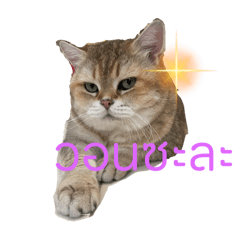 Cream_20241125151250