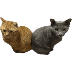 sayuri_20241125170013