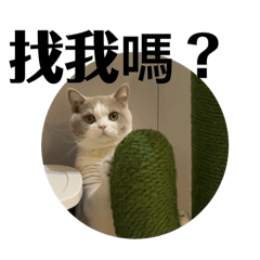 波哥の日常