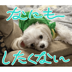 Belluna_20241126075945