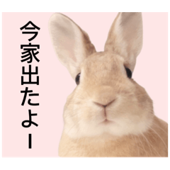 rabbit_20241125201123