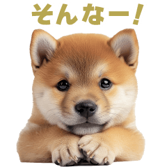 Daily use shiba dog1