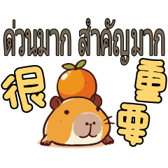 Capybara_Thai Thailland3