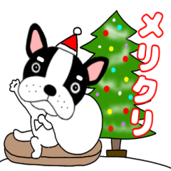 French bulldog buruchan43