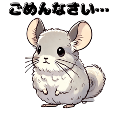 Fluffy chinchillas every day