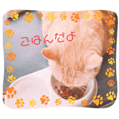 Mochi_20241126155024