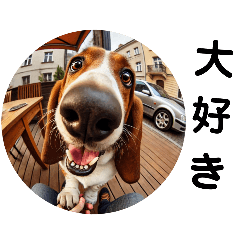 Fisheye lens Basset Hound