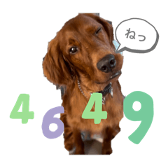 kuricha_20241127010115