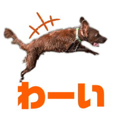 kuricha_20241127080257