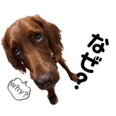 kuricha_20241127142127