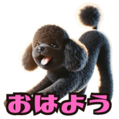 Rooney the Black Toy Poodle 2