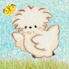 very cute Silkie Chicken