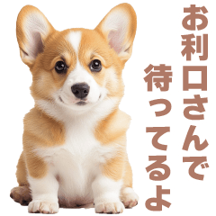 Daily use Corgi1