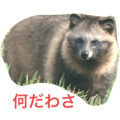 lucas_20241128064201