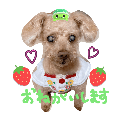 choco_20241128133702