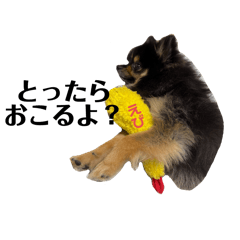 ebi pomeranian