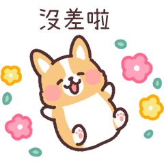 fluffy fat Corgi 33 easygoing Taiwan