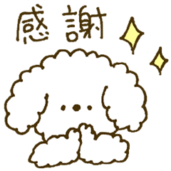 Little white poodle 2