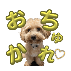 gomadare_20241128200924