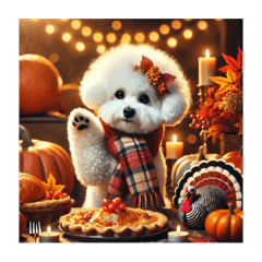 Thanksgiving Day Bichon Tenerife