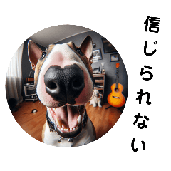 Fisheye lens Bull Terrier 1