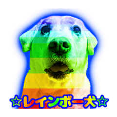 Rainbow Dog1