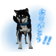 chip_dog_stamp