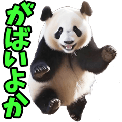 佐賀弁☆パンダ