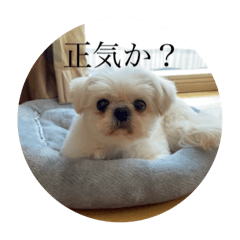 shin_20241130180911