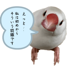 coco_20241130144519