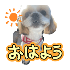 chacha_20241201094207