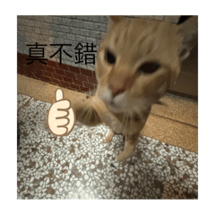 橘橘的貼圖哦哦！
