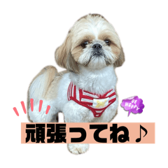 chacha_20241201110027