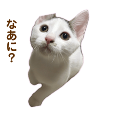 mona_20241201122154
