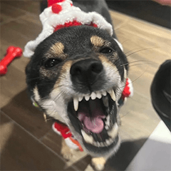 Kumi the Shiba