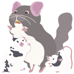 Chinchilla, hamster and mouse