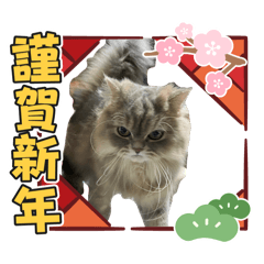 coco_20241129230823