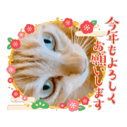 komugiko_20241201201823