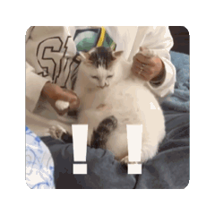 Ooooreooo會動惹。