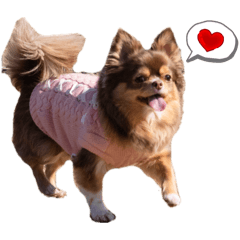 choco_20241201165100