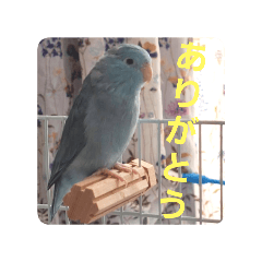 Ruri -practical blue bird-