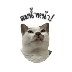 Fatty Cat speaks Esan