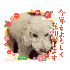 SANAE_20241130154316