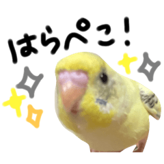 coco_20241130160628