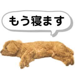 強いプードル信長