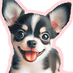 cute Chihuahua CHI-CHI