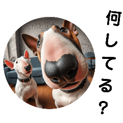 Fisheye lens Bull Terrier 2