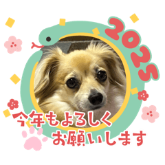 akiko_20241201164000